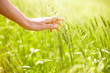Foto: Hand over wheat Hand over wheat