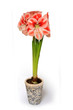 Foto: amaryllis amaryllis