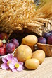 Kartoffelernte Pflaumenernte Hafer