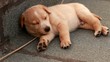 cucciolo dorme