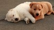 Cucciolo bianco e cucciolo miele