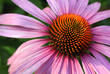 Coneflower closeup Coneflower closeup