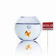 gold fish in a fishbowl