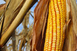 Yellow Corn