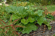 rhubarbe