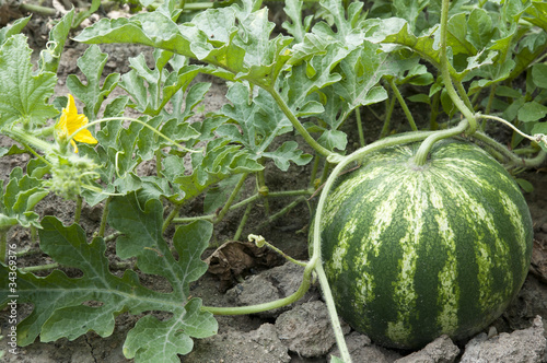 Photo: Watermelone Watermelone