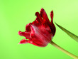 Foto: Beautiful red tulip flower over light green background Beautiful red tulip flower over light green background