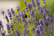 Lavender and the bumble bee Lavender and the bumble bee