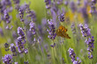 Lavender and orange butterfly