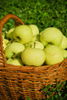 Healthy organic apples in the basket