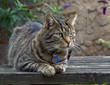 Photo en ligne au meilleur prix Cat