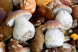 Frische Waldpilze
