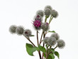 Wollkopf-Klette - Arctium tomentosum