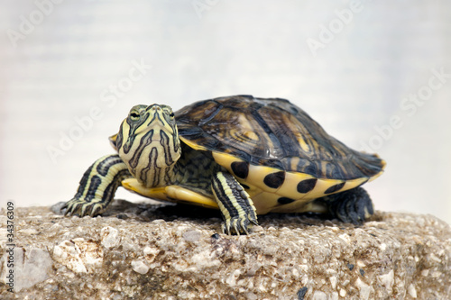 Photo: Close-up of a small Red-eared slider (Trachemys scripta elegans) Close-up of a small Red-eared slider (Trachemys scripta elegans)