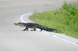 Large american alligator in the road