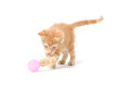 Cute yellow kitten playing with ball