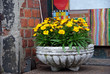 Blumen