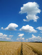 Field in summer with beautiful blue sky and white clouds.