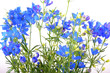 Bouquet d'obélia (Lobelia erinus)