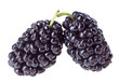 Two mulberry fruits isolated on white macro Two mulberry fruits isolated on white macro