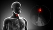 Detailed view - Male THYROID  anatomy in x-ray