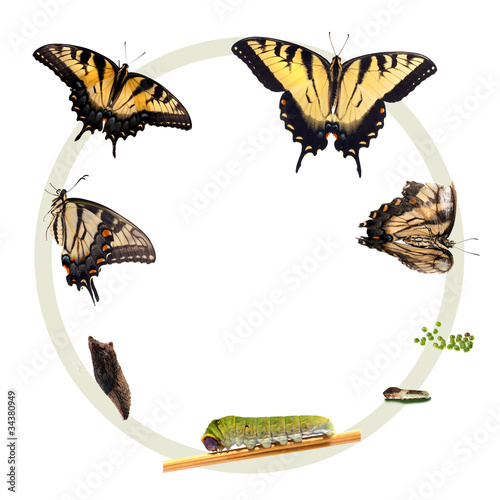 Foto: Life cycle of the Eastern Tiger Swallowtail butterfly Life cycle of the Eastern Tiger Swallowtail butterfly