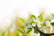 Frühling 166