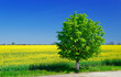 Bright yellow field with Brassica napus and one tree