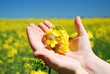 Bright yellow Brassica napus flowers in their hands