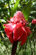 fleur du jardin de balata martinique fleur du jardin de balata martinique
