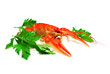 Cooked crayfish, russian delicacy for beer