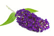 Sommerflieder (Buddleja)