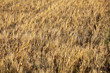 Feld mit Getreide