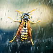 Live wasp Live wasp