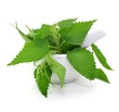 Mörser, urtica
