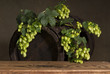 Still-life with hops