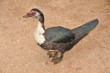 Fabulous Muscovy duck