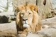 Lion d'asie couché Lion d'asie couché