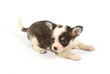 small chihuahua puppy