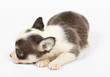 small chihuahua puppy