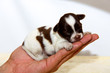 small chihuahua puppy