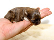small chihuahua puppy