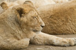 Lionne au repos Lionne au repos