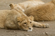 Lionne allongée Lionne allongée