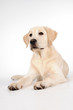 Foto: Dog Dog