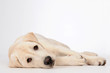 Foto: Dog Dog