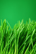 grass nature background grass nature background