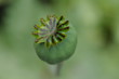 Photo: Poppy seed pod Poppy seed pod