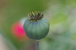 Photo: Poppy seed pod Poppy seed pod