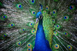 Foto: Pfau in voller Pracht Pfau in voller Pracht